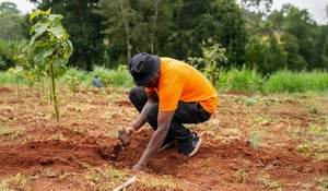 Agroforestry explained: a guide to regenerative farming