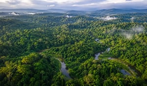 Indonesia Issues New Forestry Carbon Market Regulation