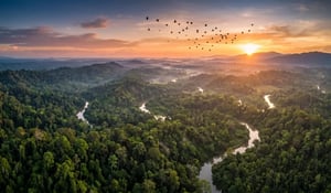 Indonesia targets leadership in global carbon markets with new rules