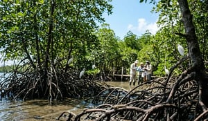 Japan Doubles Down on Blue Carbon with Grants and Cross-Border Collaboration