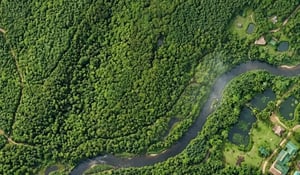 Forest Degradation: Why Verra's New Module Matters for Carbon Markets