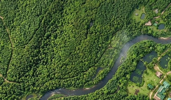 Forest Degradation: Why Verra's New Module Matters for Carbon Markets