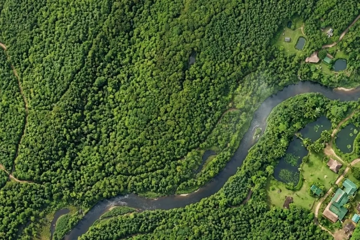 100326_CU_Forest Degradation_ Why Verras New Module Matters for Carbon Markets_visual 1