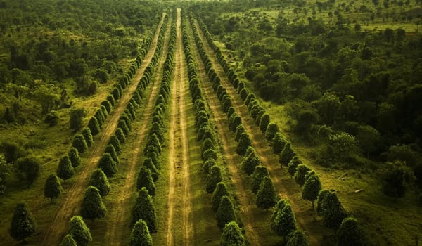 Global Carbon Leaders Push for Policy Clarity to Boost Voluntary Markets