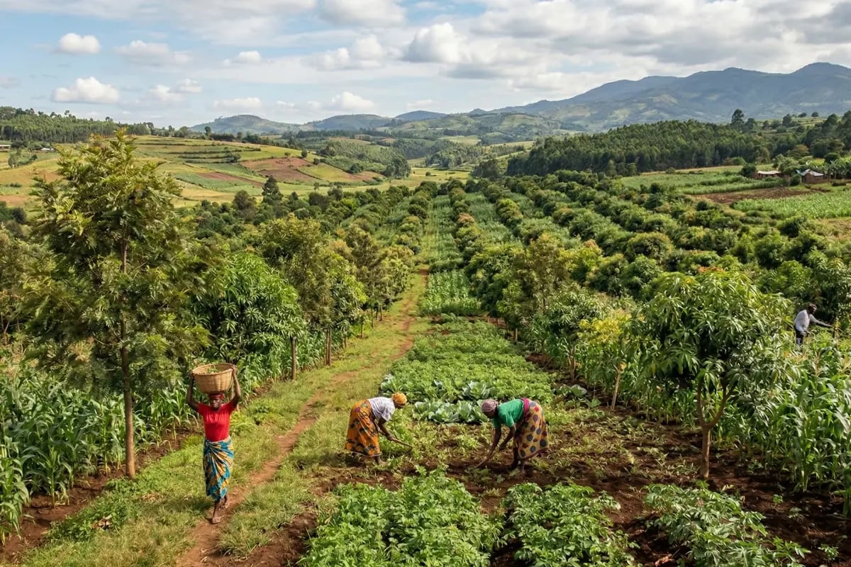 130326_Carbon Markets Regulations in 2026_ What Buyers Need to Know_visual 2