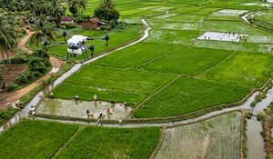 Google Seals Largest Rice Methane Carbon Credit Deal
