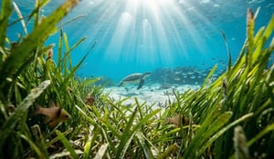 Indonesia takes first steps towards the blue carbon market