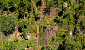 Climate Impact Partners and Green Earth announce long-term offtake agreement for Kenyan agroforestry project