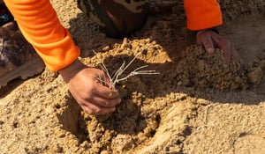 Kazakhstan's Article 6 rules put forestry centre stage
