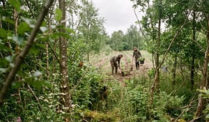 Planted forests store carbon faster, Danish study finds