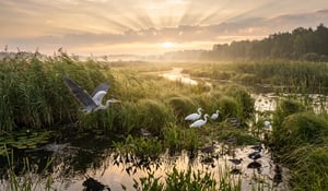 EU nature restoration plans due 1 September