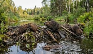 New study positions beavers as allies in nature-based carbon sequestration