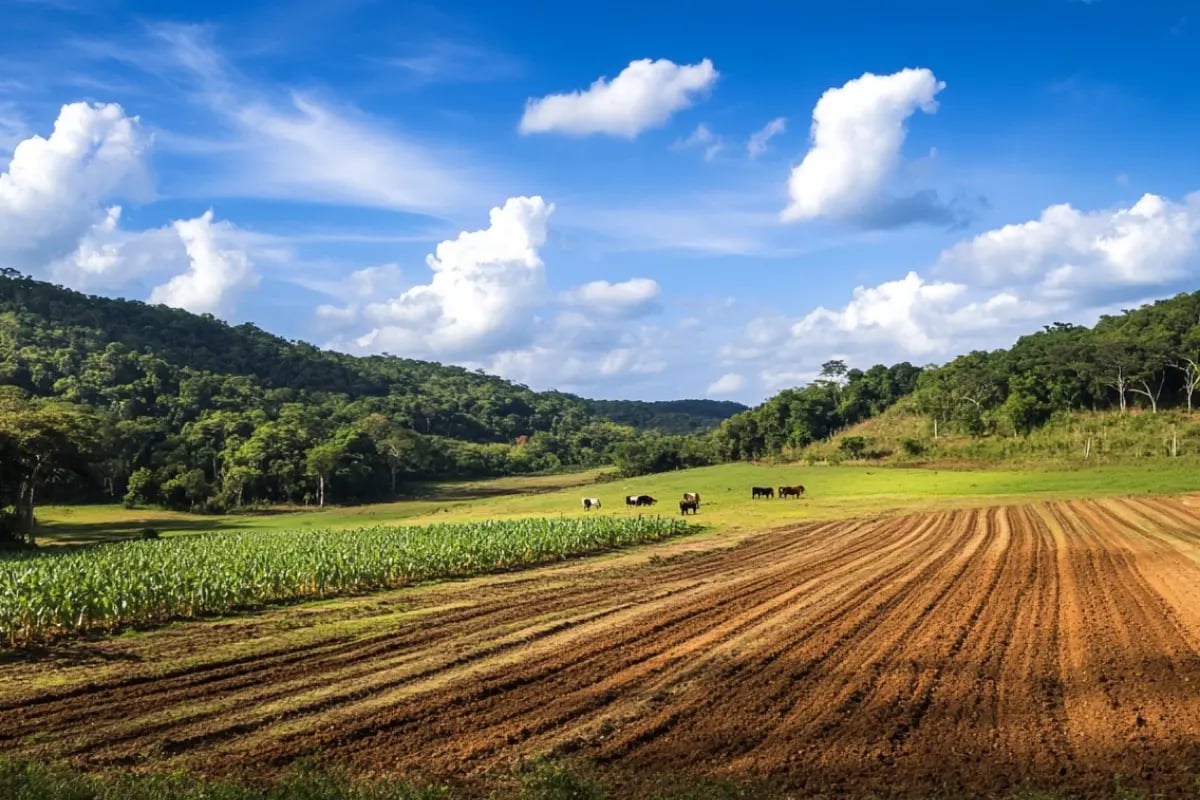 Agroforestry_ Merging Agriculture with Carbon Sequestration_visual 1