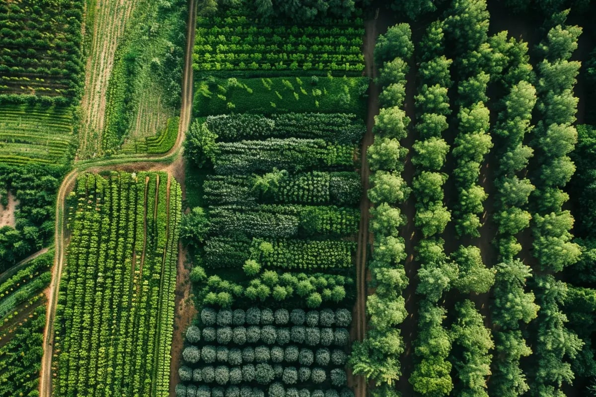 Agroforestry_ Merging Agriculture with Carbon Sequestration_visual 2