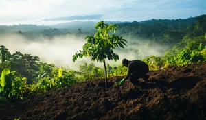 Amazon revival: Brazil backs major forest restoration and carbon offset push