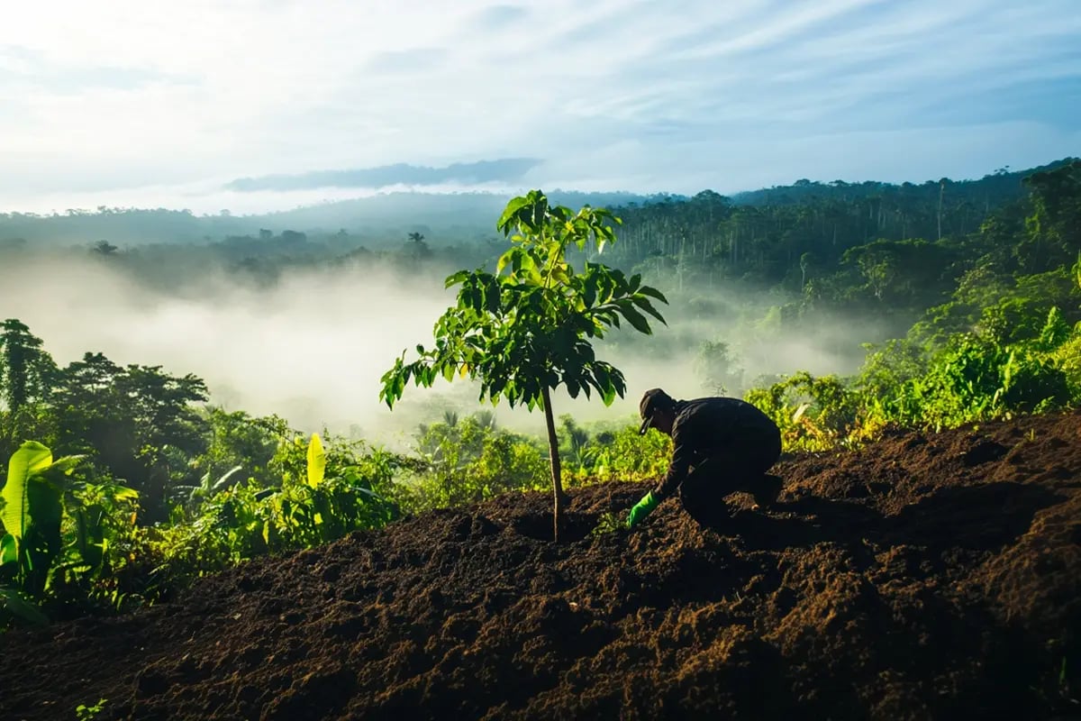 Amazon revival_ Brazil backs major forest restoration and carbon offset push_Tree planting initiative in the Amazon rainforest_visual 1
