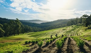 Australia launches grants to boost carbon forestry and native planting projects