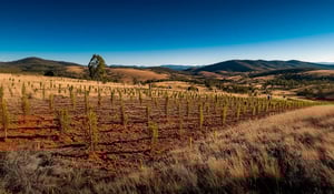 Australia’s Largest Native Reforestation Drive Planned Under EP Credit Scheme