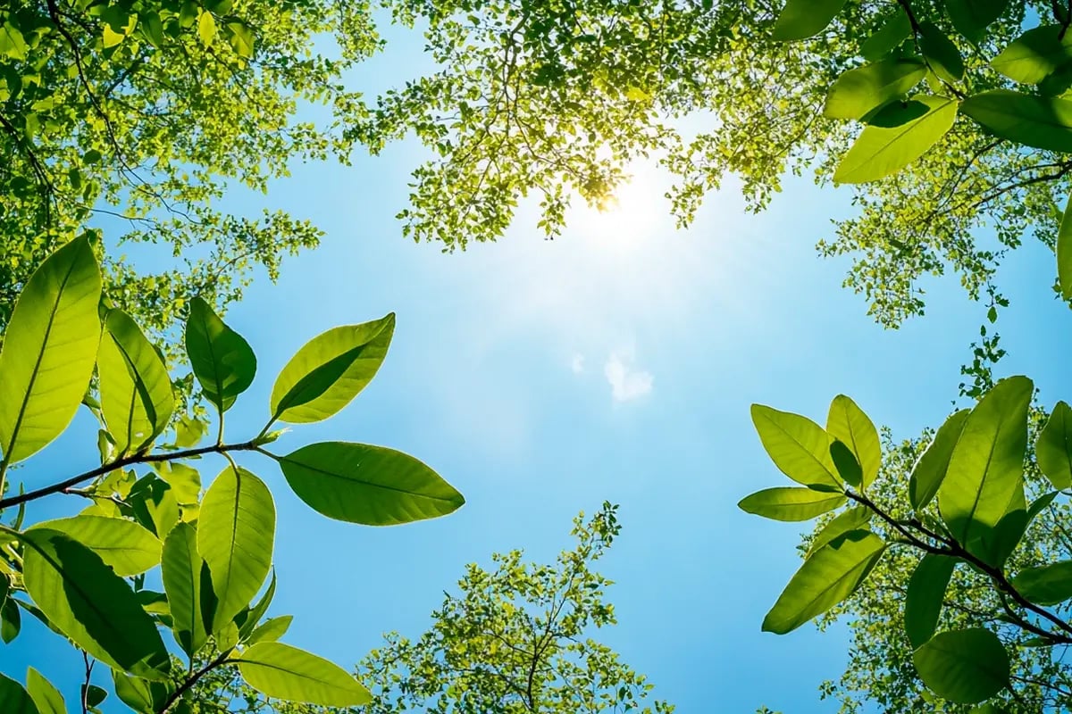 Breaking Down Carbon Pricing, What is Driving the Cost_Young green saplings reaching for the sky, bathed in soft sunlight_visual 4