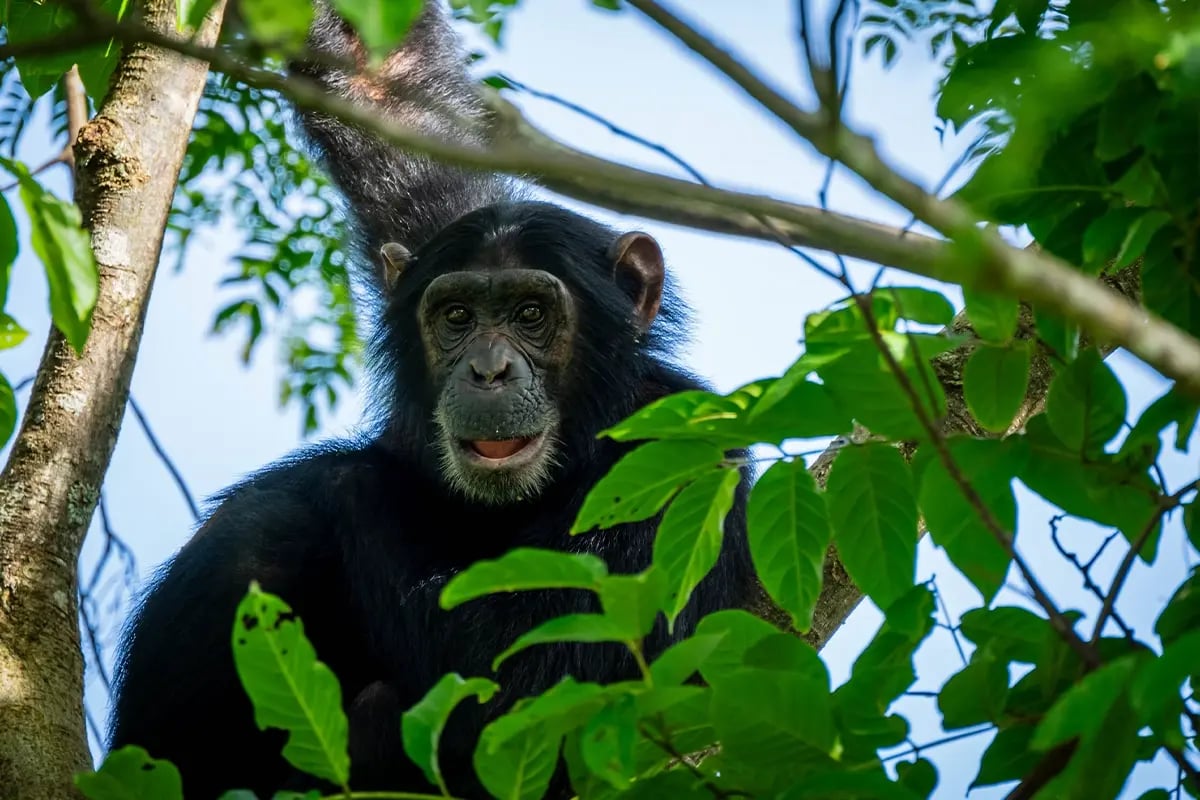 Carbon Unit Ratings, Who Defines Quality in the Voluntary Market_A Bulindi chimpanzee among trees in its natural habitat in Uganda_visual 4