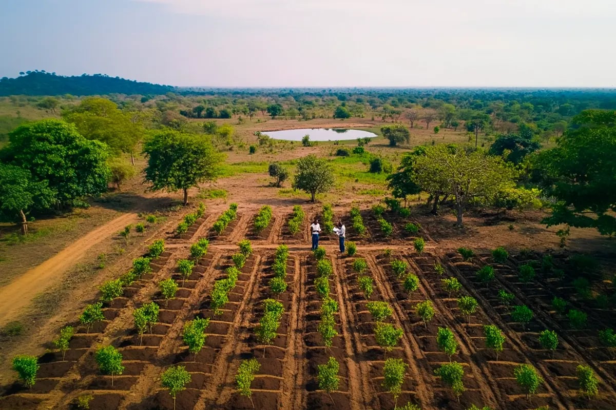 Carbon Unit Ratings, Who Defines Quality in the Voluntary Market_Drone view of a newly planted forest and a monitoring team_visual 3