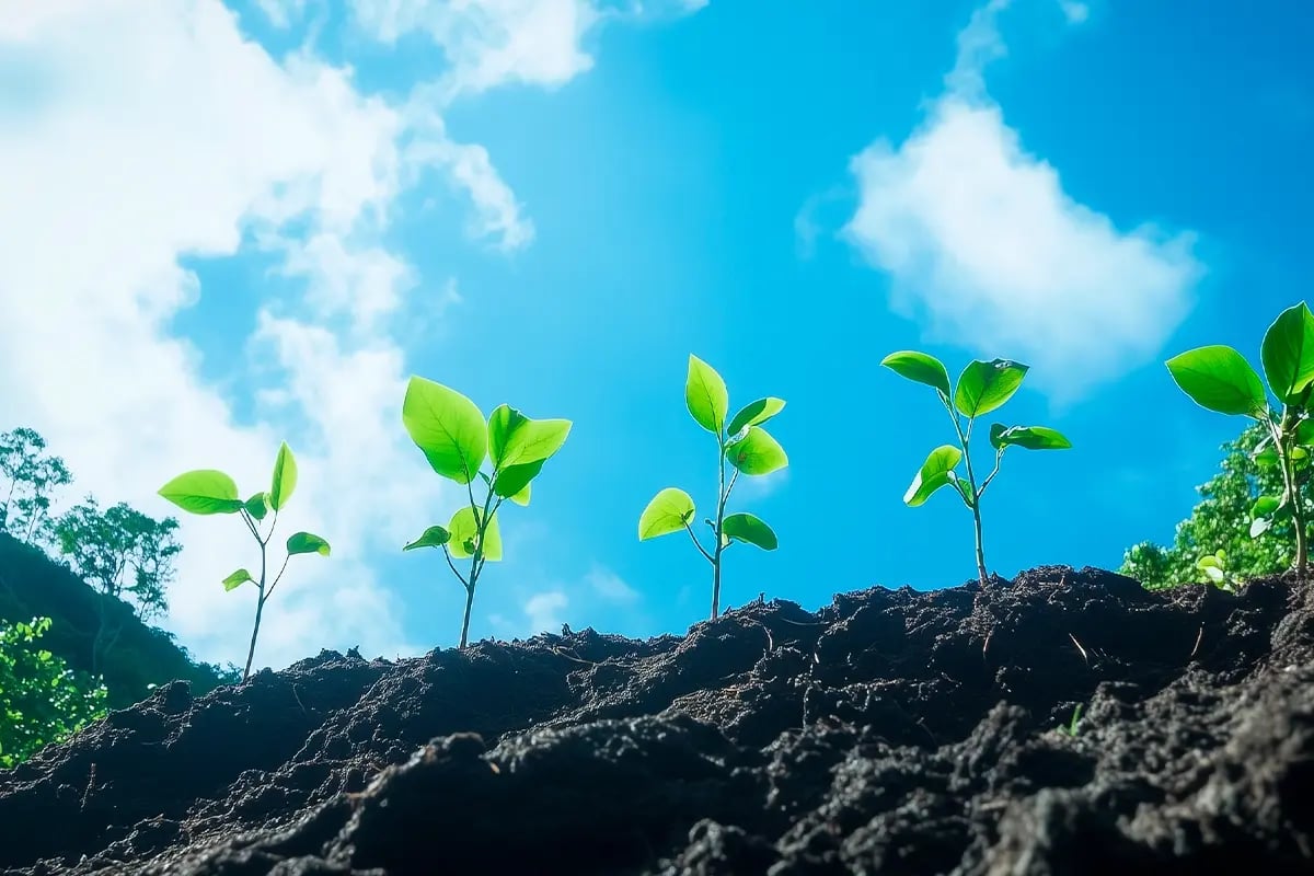 Carbon Unit Ratings, Who Defines Quality in the Voluntary Market_Low-angle view of young tree seedlings against the blue skya_visual 5