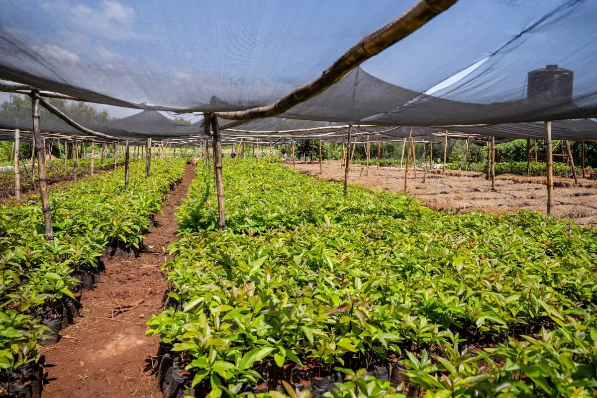 Compliance vs Voluntary Carbon Markets Whats the Difference_A tree nursery in Kenya_visual 3