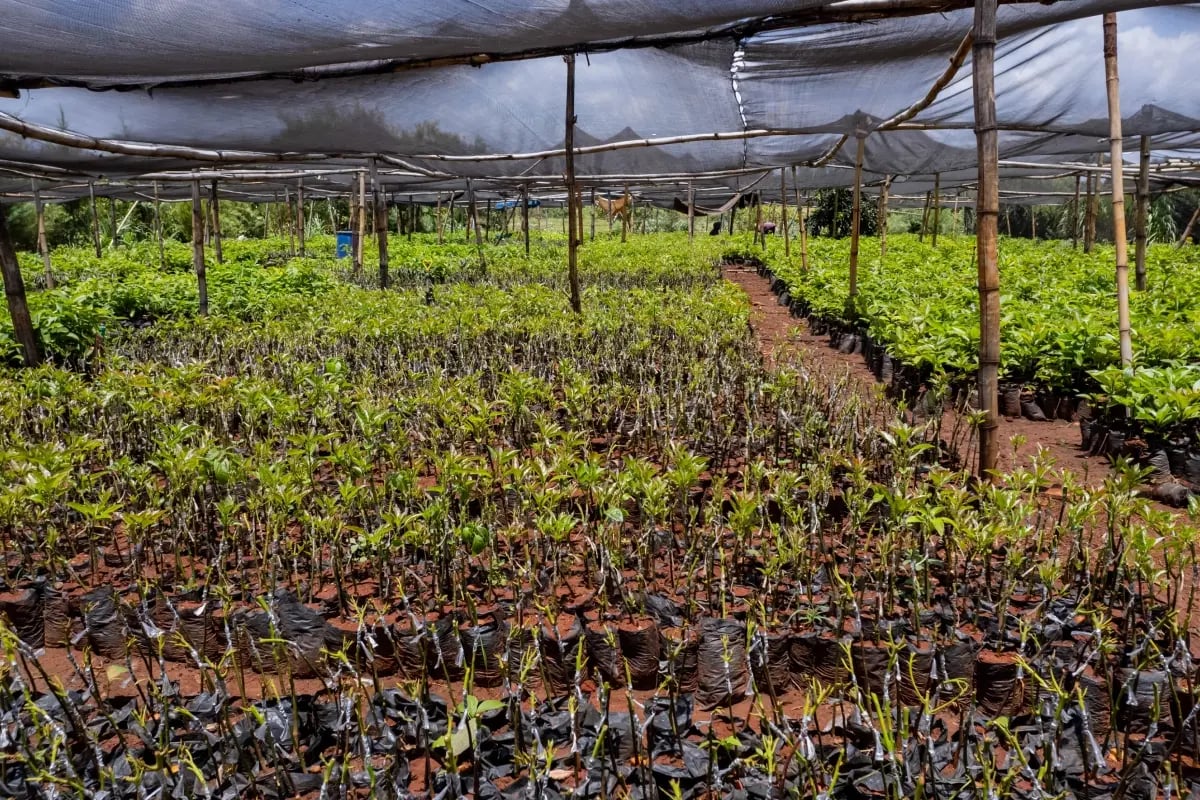 How to Reduce Your Carbon Footprint_ Practical Tips for SMEs_ A tree nursery with young saplings growing in Kenya_visual 6
