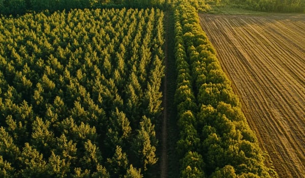 Investor Coalition Demands Stronger Global Response to Forest Loss