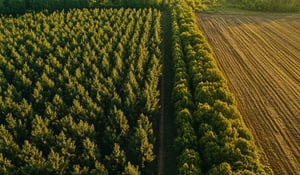 Investor Coalition Demands Stronger Global Response to Forest Loss