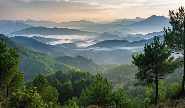 Italy Launches National Carbon Registry to Boost Forest Protection