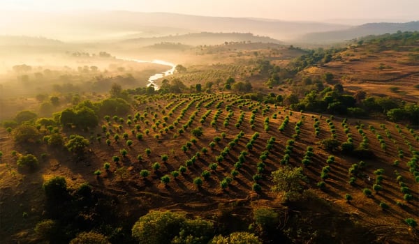 Microsoft Backs Major Afforestation Project in India with 1.5M Carbon Credit Deal