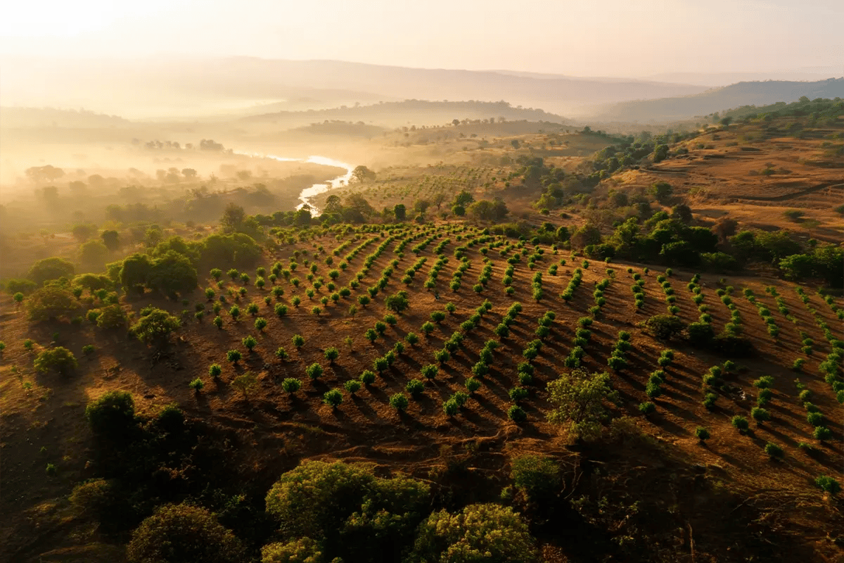 Microsoft Backs Major Afforestation Project in India with 1,5M Carbon Credit Deal_Landscape view of a reforestation initiative in Madhya Pradesh in India_visual 1