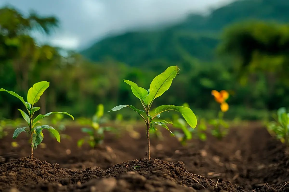 Microsoft’s Re green Partnership 3 5 Million Carbon Credits for Sustainable AI_Young tree seedlings in Maranhão, Amazon, with a yellow parrot in the background_visual 1