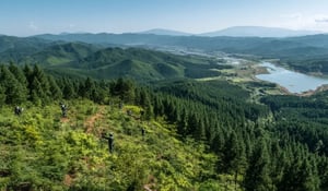 Nature-Based Carbon Deals Accelerate in November as Japan Signals Higher Credit Prices