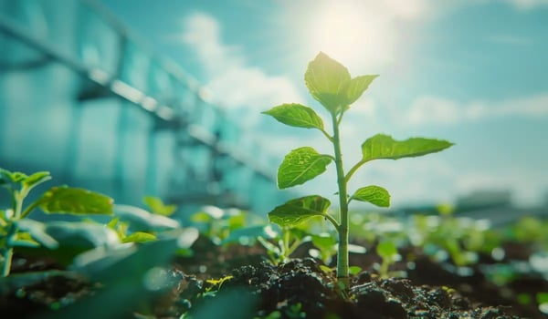 Nature-Based Solutions vs Technological Carbon Capture: A Comparative Analysis