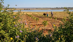 Quality takes the lead: A year-end look at the voluntary carbon market