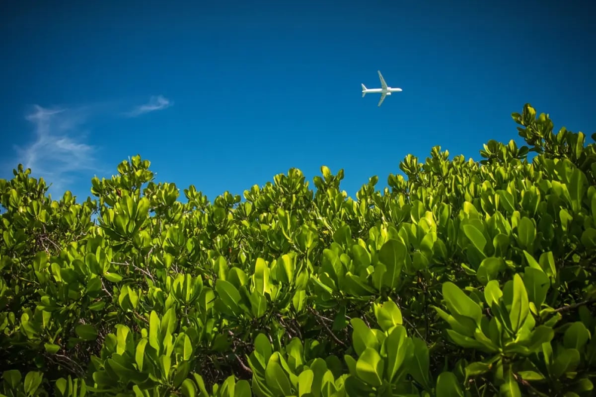 Saudi Aramco Sets Record with Over 600,000 Carbon Credits Retired in 2024_Low-angle close-up of a dense mangrove forest, with a cargo aircraft visible in the distant sky_visual 1