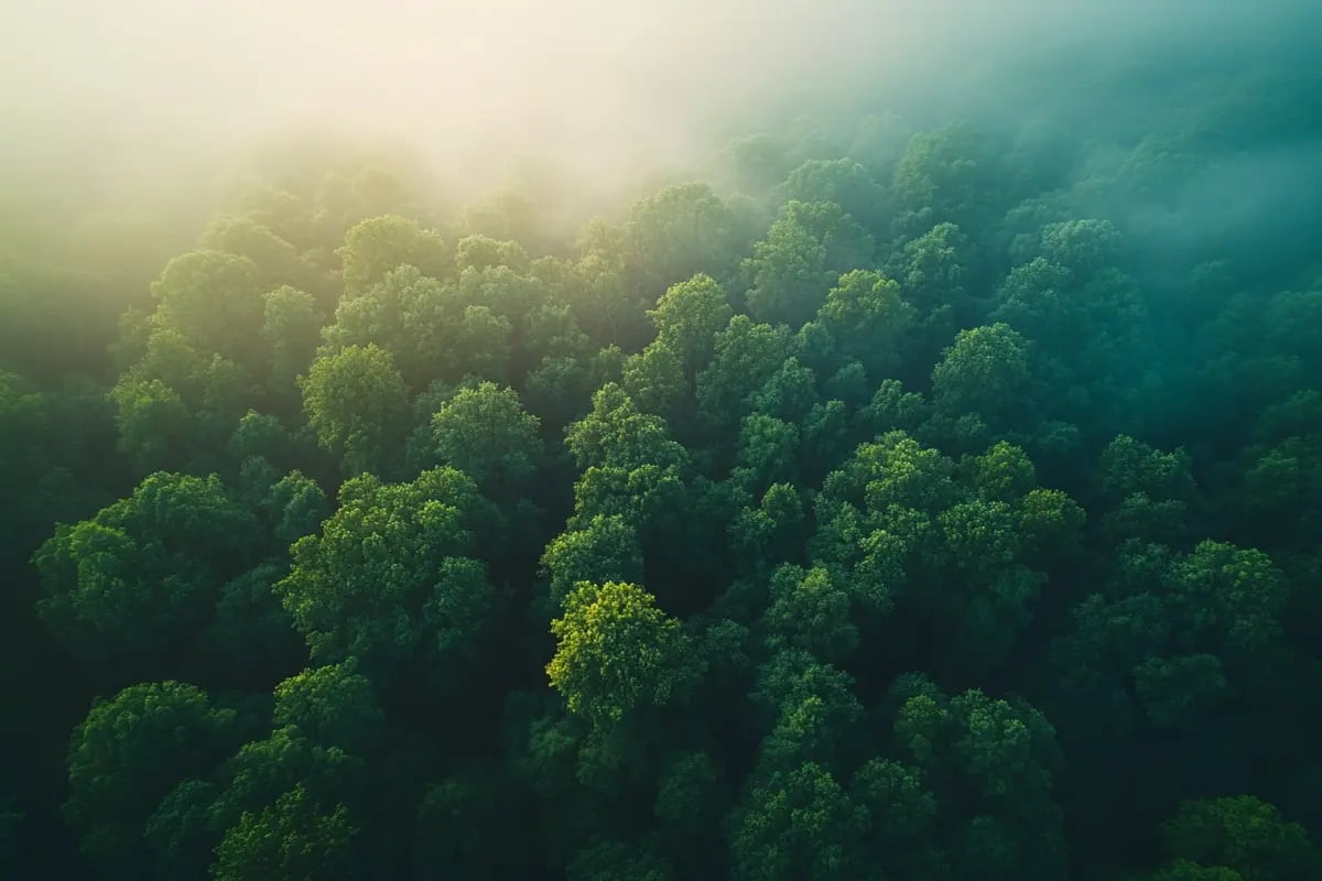 The Carbon Unit Market_ A 2025 Overview_Aerial view of lush, green forest_visual 6