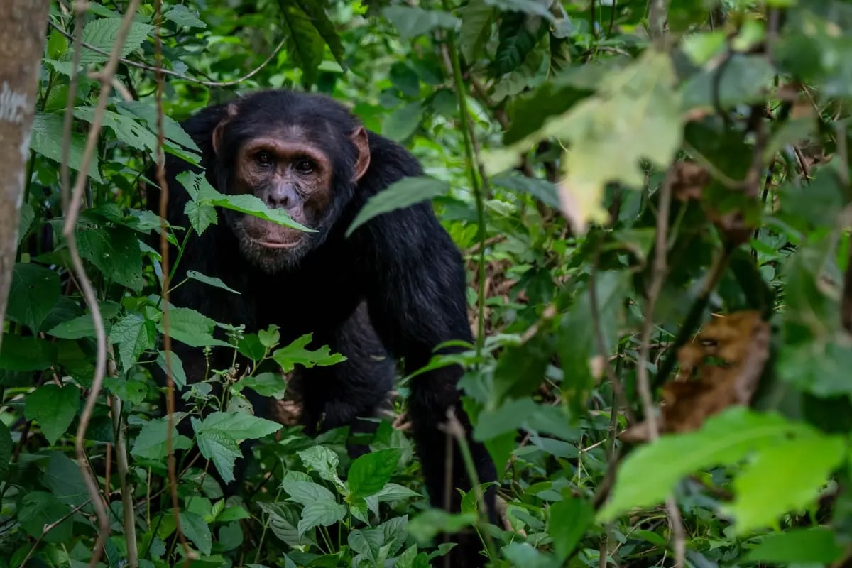 The Carbon Unit Market_ A 2025 Overview_Bulindi chimpanzee in its natural habitat in a Ugandan forest_visual 5