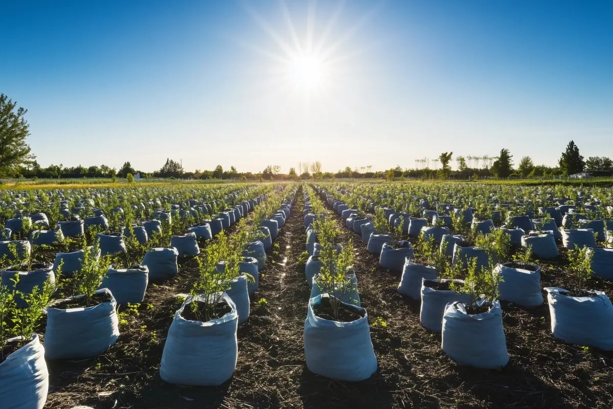 The Carbon Unit Market_ A 2025 Overview_Tree seedlings ready for planting, arranged in rows_visual 1
