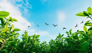 The Growth of the Voluntary Carbon Market