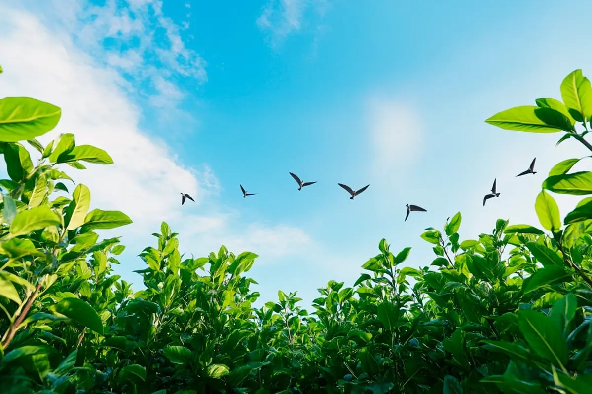 The Growth of the Voluntary Carbon Market_View of a young forest_visual 1