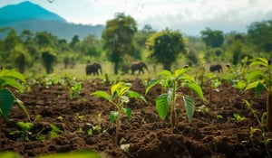 The Lifecycle of a Carbon Unit: From Project to Marketplace