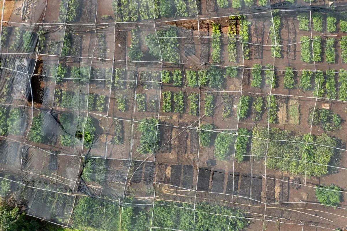 The Rise of Nature-Based Solutions in Carbon Offsetting_Aerial view of a tree nursery in Kenya, captured by drone_visual 2