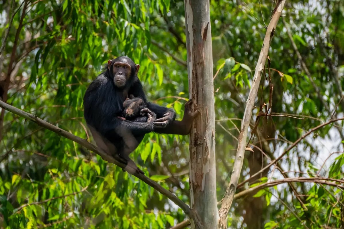 The Rise of Nature-Based Solutions in Carbon Offsetting_Bulindi chimpanzee sitting in a tree in its natural habitat in Uganda_visual 6
