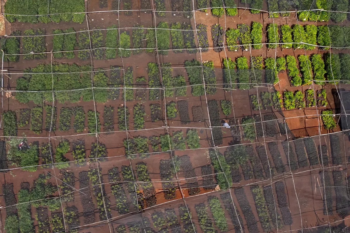 The Role of Carbon Credits in Achieving Sustainability Goals_A drone photo of a tree nursery in Kenya_visual 2