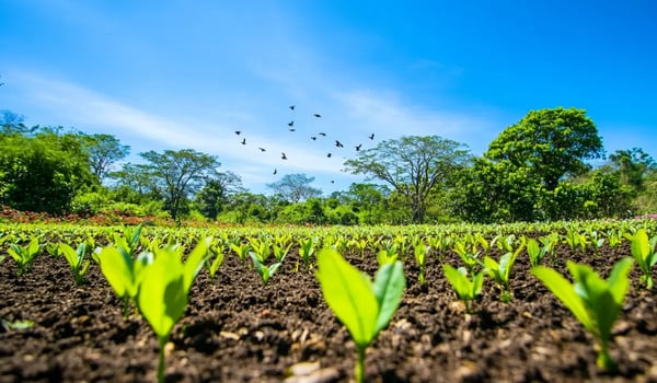 The Turning Point: How Carbon Unit Retirements Overtook Supply in 2025