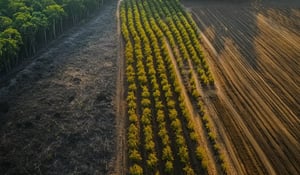 Trillion-dollar investor alliance calls for stronger global policies to stop deforestation