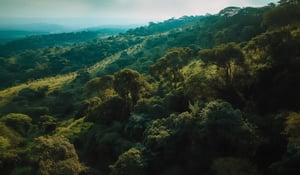Uganda Endorses 25-Year Forest Restoration Plan with Carbon Credit Potential